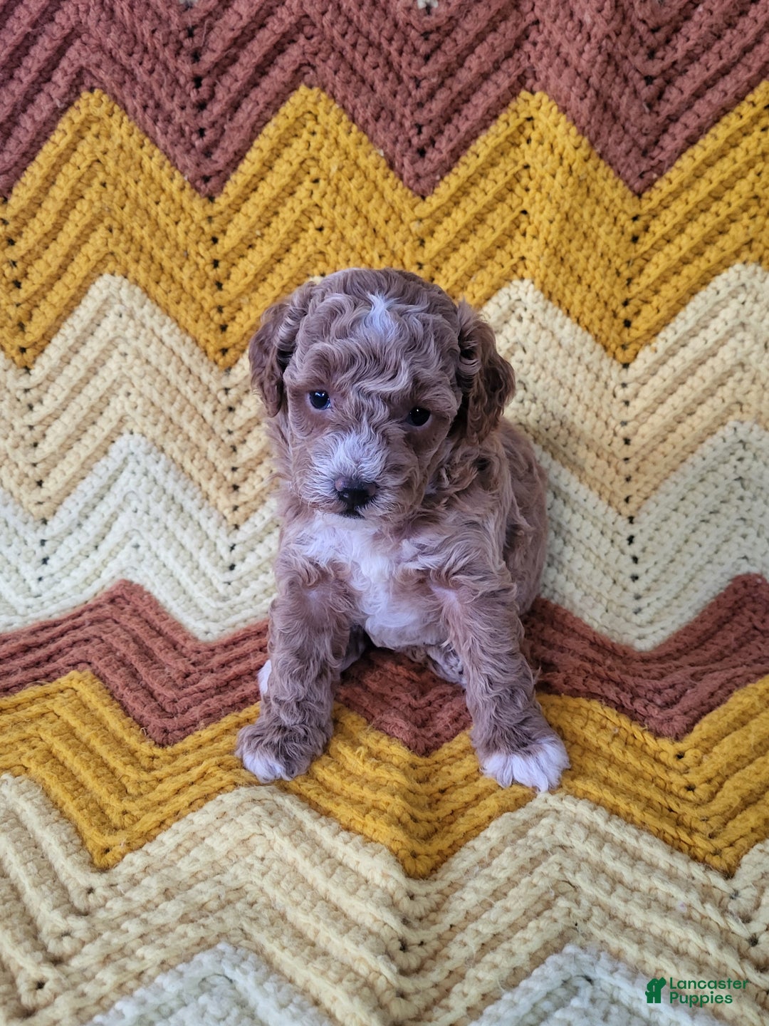 Goldendoodle dogs for sale: Rebekah - Ad 3