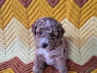 Goldendoodle dogs - Ad 2