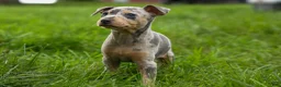 Miniature Pinscher dogs for sale: ANGIE - Ad 6