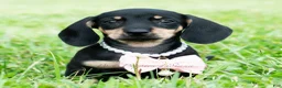 Miniature Dachshund dogs for sale: Bianca - Ad 2