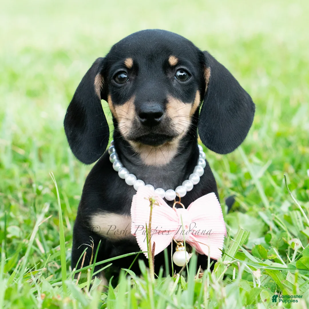 Miniature Dachshund dogs for sale: Bianca - Ad 2