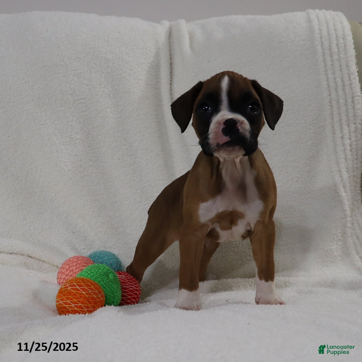 Boxer dogs Karla - Ad 16