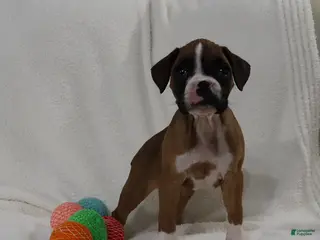 Boxer dogs Karla - Ad 23