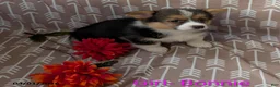 Welsh Corgi Pembroke dogs for sale: Bonnie - Ad 1