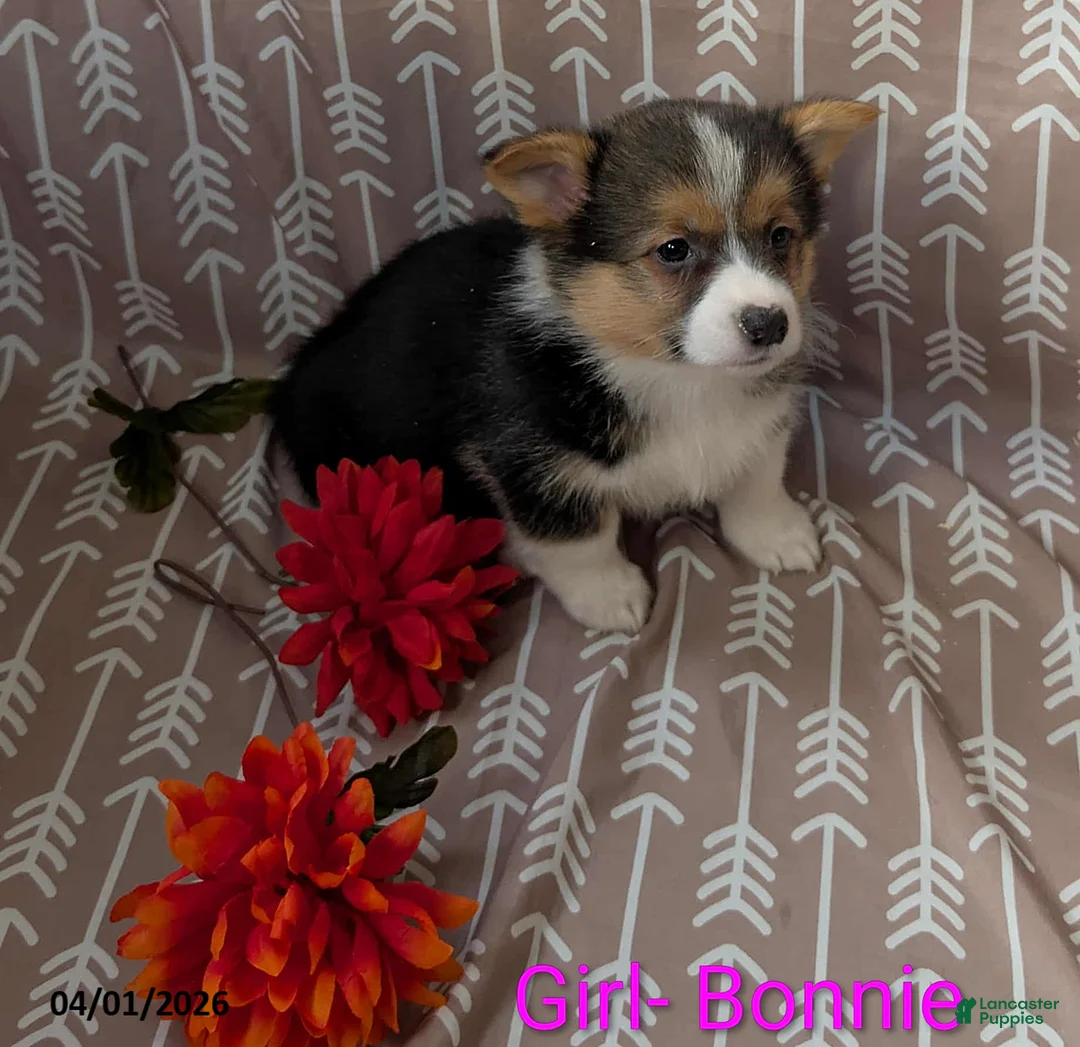 Welsh Corgi Pembroke dogs for sale: Bonnie - Ad 1