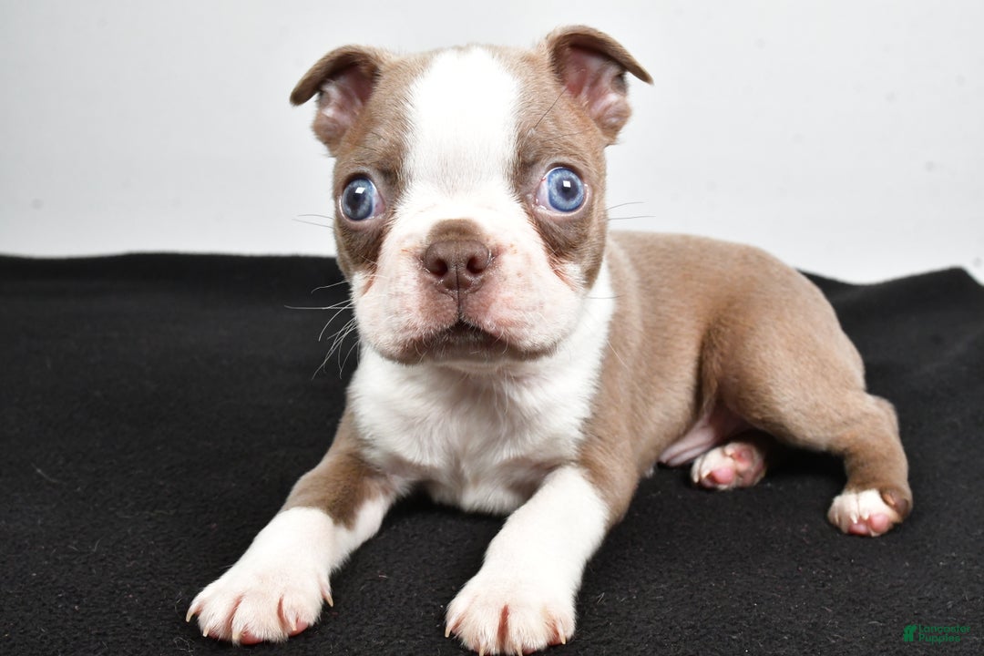 Boston Terrier dogs for sale: Jordan - Ad 3