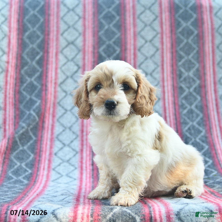 Cavapoo dogs Wiggles  - Ad 2