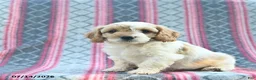 Cavapoo dogs for sale: Wiggles  - Ad 2