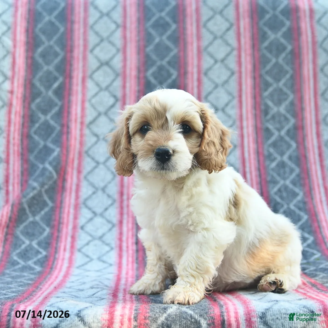 Cavapoo dogs for sale: Wiggles  - Ad 2
