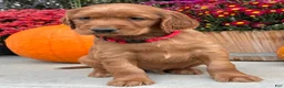 Irish Setter dogs for sale: Harrison - Ad 2