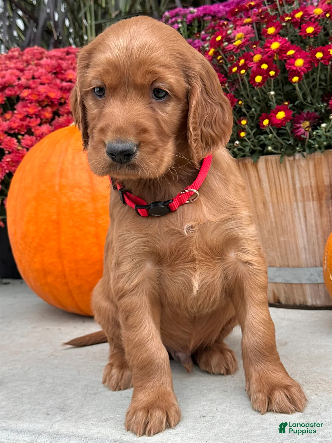 Irish Setter dogs for sale: Harrison - Ad 2