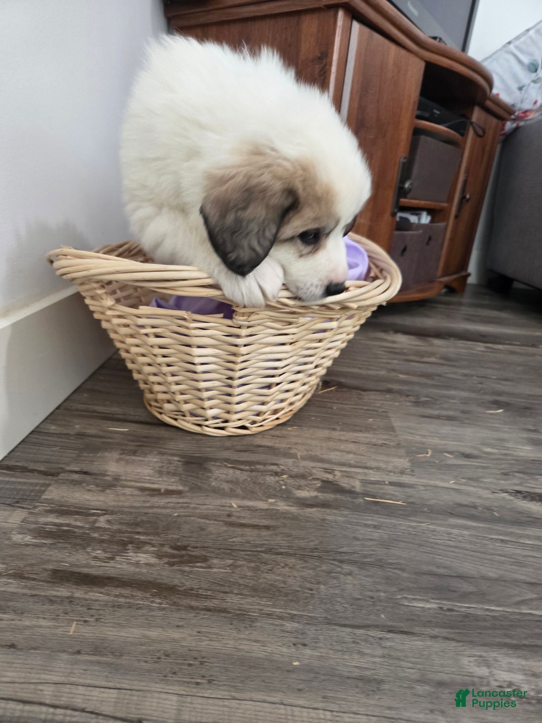 Great Pyrenees dogs for sale: George - Ad 5