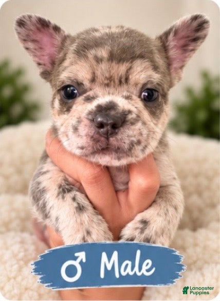 French Bulldog dogs Kristoff - Ad 32