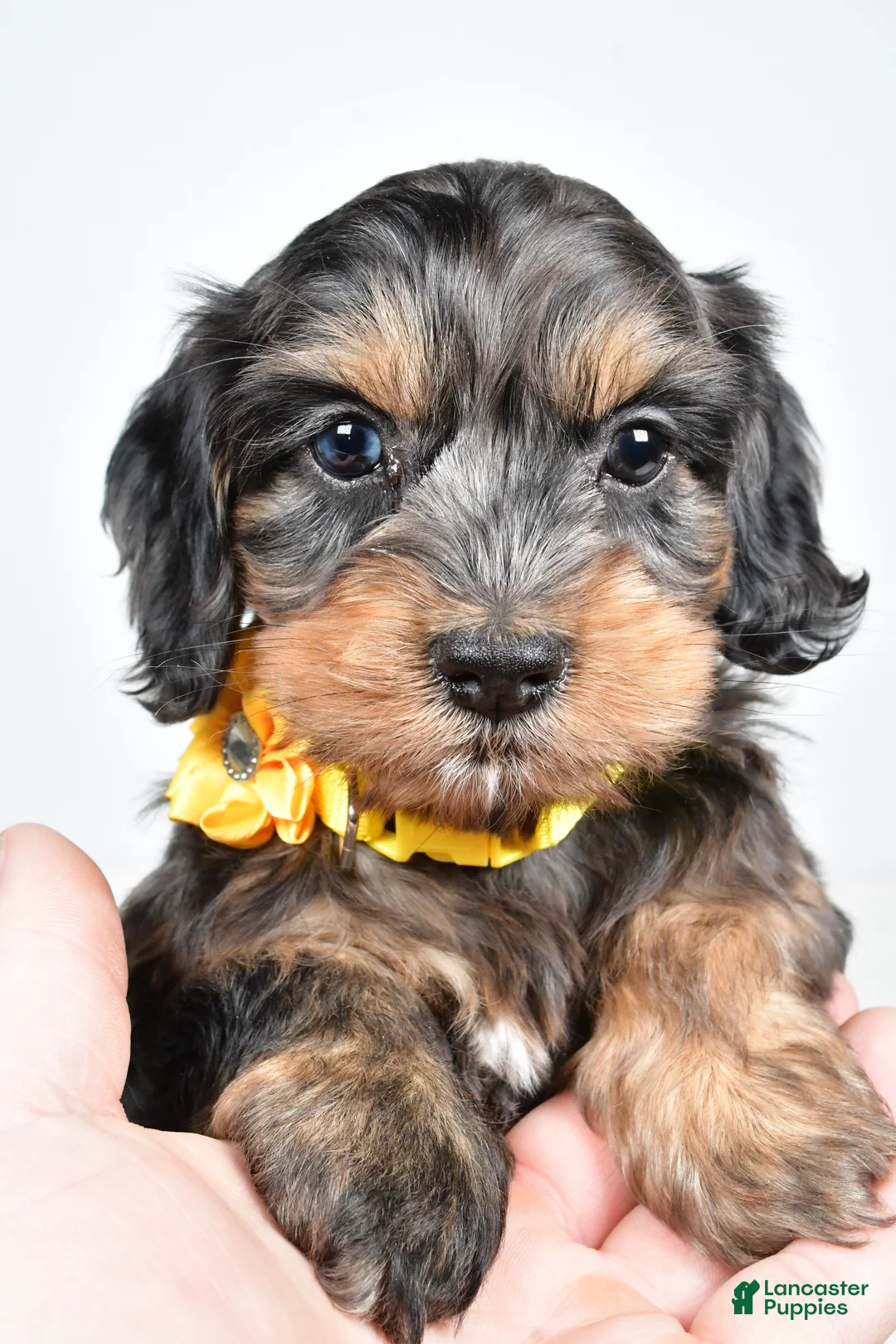 Cockapoo dogs for sale: Peggy - Ad 9