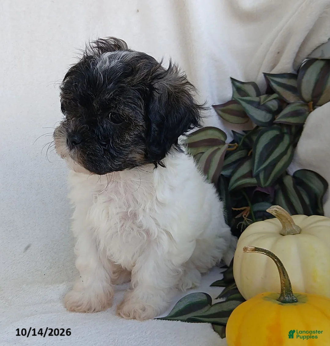 Teddy Bear dogs for sale: Kenzie - Ad 4