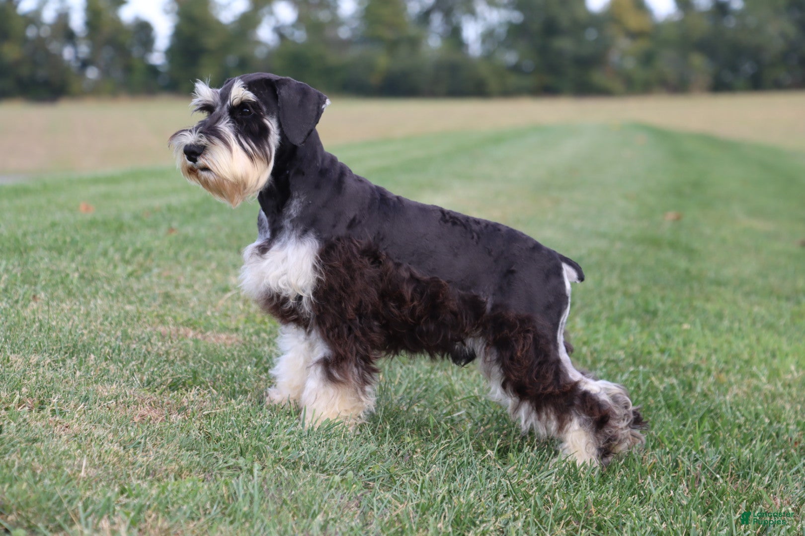 Miniature Schnauzer Puppies for sale Lancaster Puppies