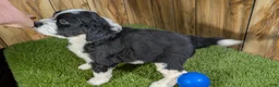 Mini Aussiedoodle dogs for sale: Sunset Boy 3 - Ad 5