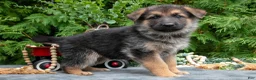 German Shepherd dogs for sale: Venus - Ad 3