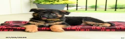 German Shepherd dogs for sale: Rosetta - Ad 4