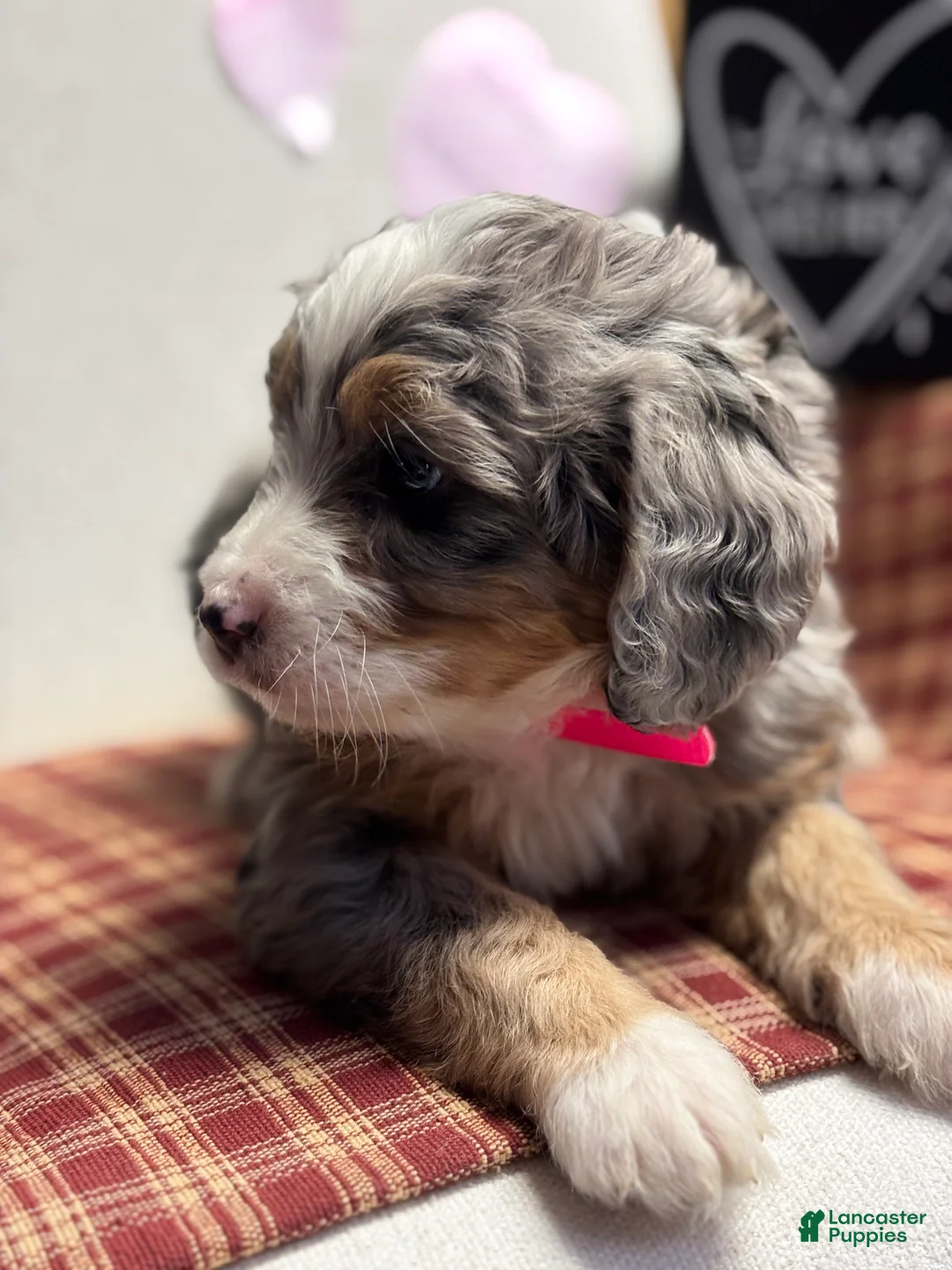Mini Bernedoodle dogs for sale: Chloe Mini Bernedoodle Puppy 2 - Ad 8