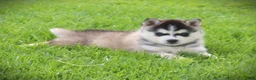 Pomsky dogs for sale: Rocket - Ad 1