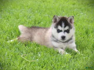 Pomsky dogs for sale: Rocket - Ad 4