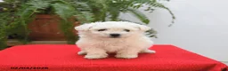 Bichon Frise dogs for sale: Fern - Ad 3
