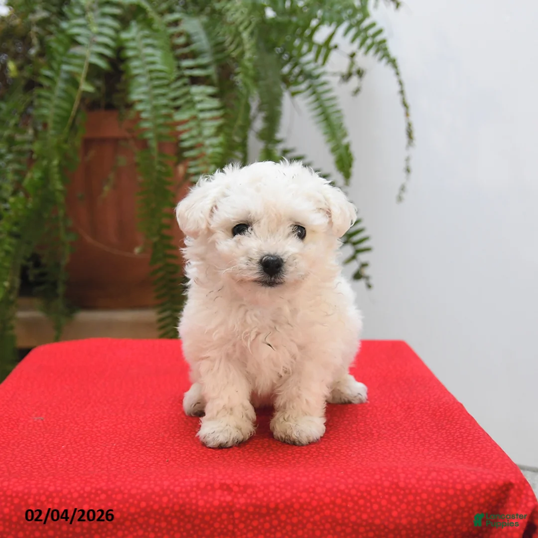 Bichon Frise dogs for sale: Fern - Ad 3