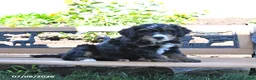 Mini Bernedoodle dogs for sale: Leah - Ad 1