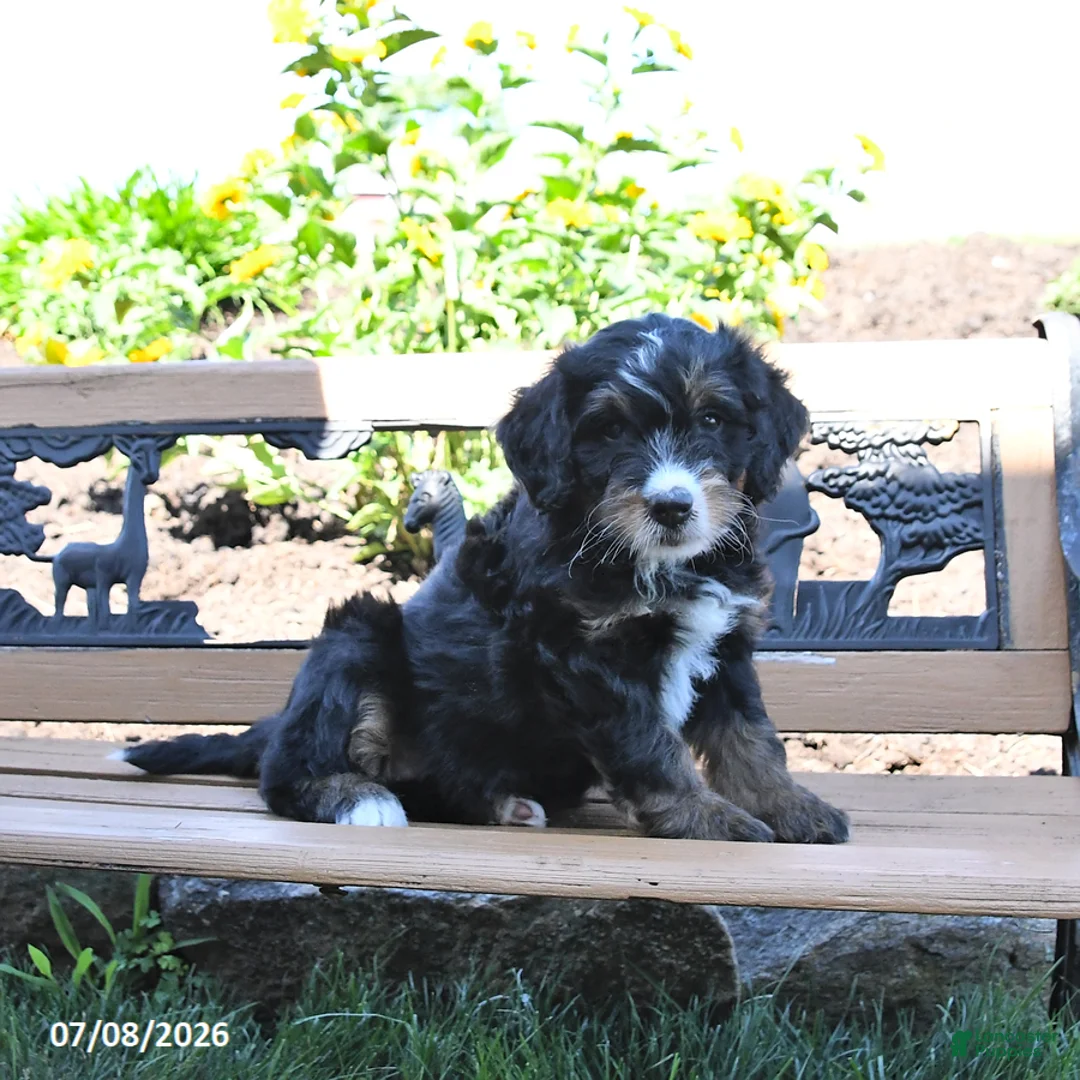 Mini Bernedoodle dogs for sale: Leah - Ad 1