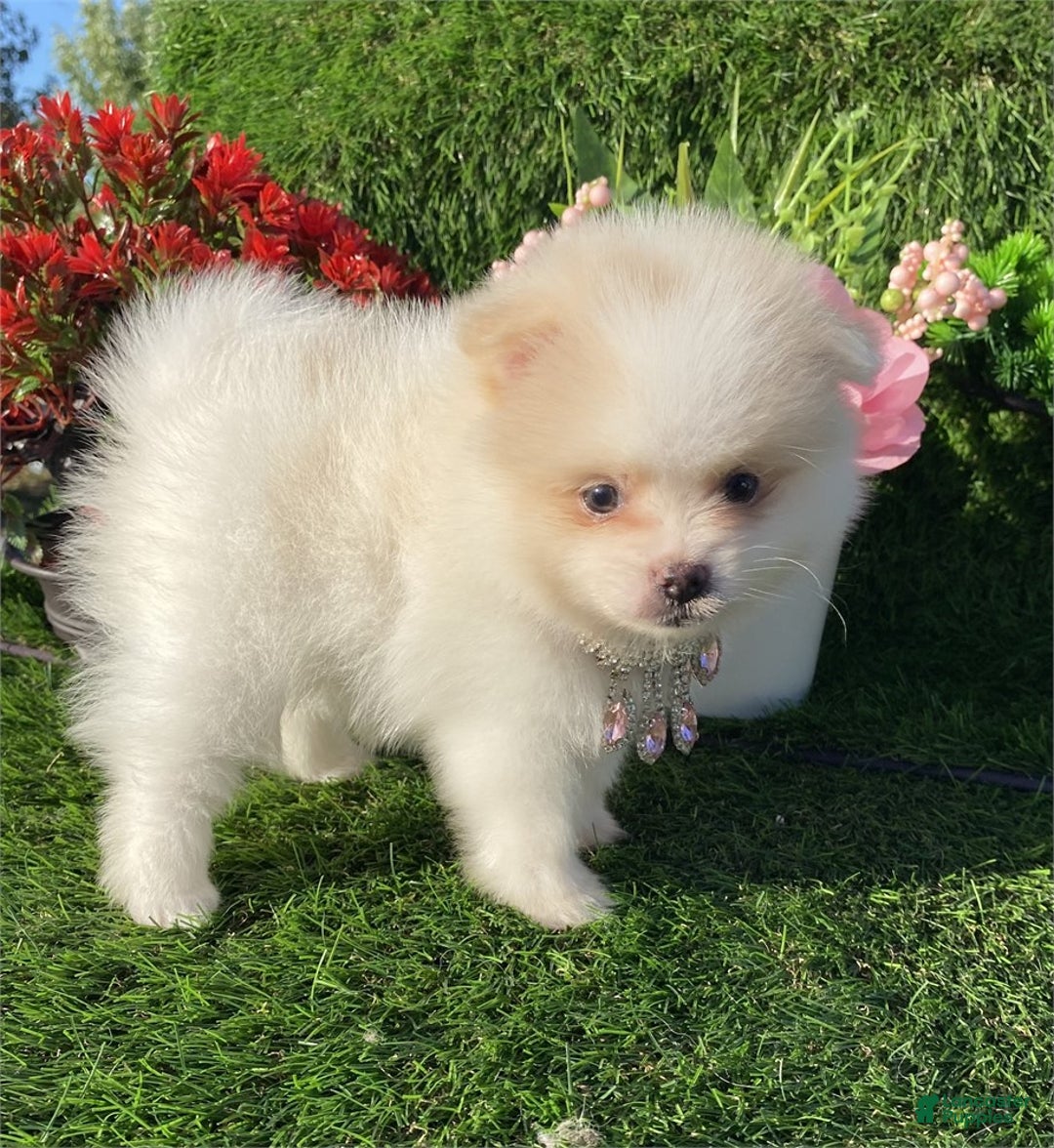 Pomeranian dogs for sale: Teacup Pomeranian Puppy 1 - Ad 2