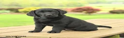 Labrador Retriever dogs for sale: Blake - Ad 5