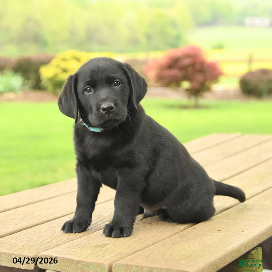 Labrador Retriever dogs for sale: Blake - Ad 5
