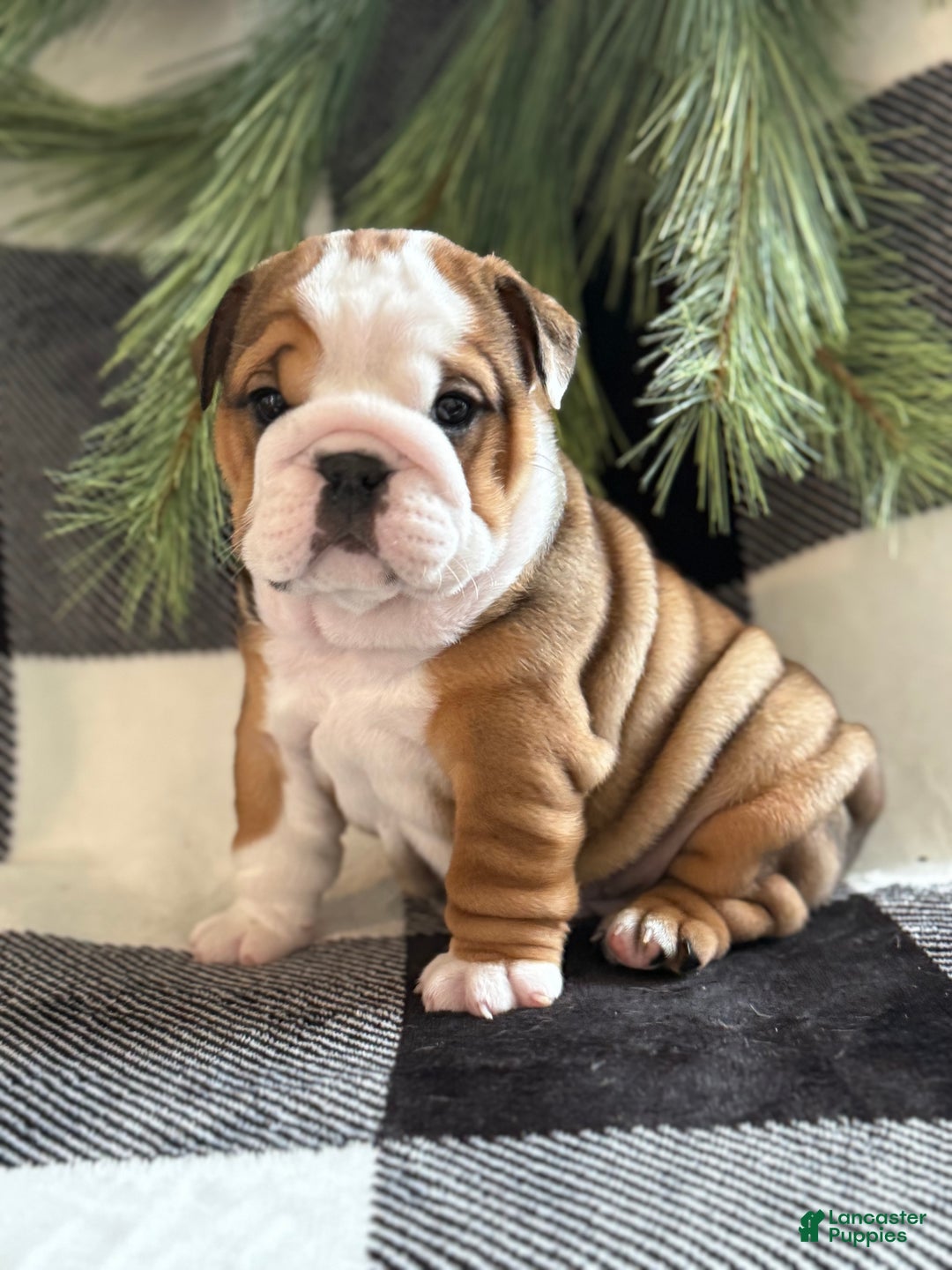 English Bulldog dogs for sale: Holly - Ad 1
