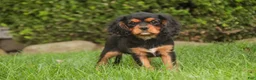 Cavalier King Charles Spaniel dogs for sale: Leroy Cavalier King Charles Spaniel  - Ad 7