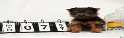 Yorkshire Terrier dogs for sale: Riley - Ad 7