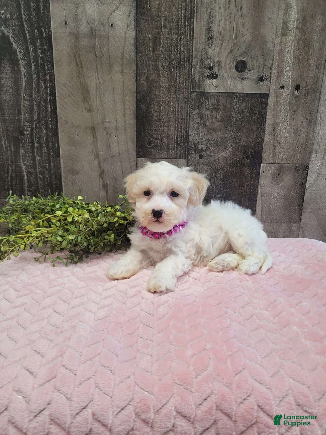 Bichpoo dogs for sale: Spice - Ad 1
