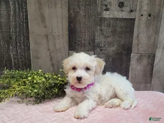 Bichpoo dogs Spice - Ad 35