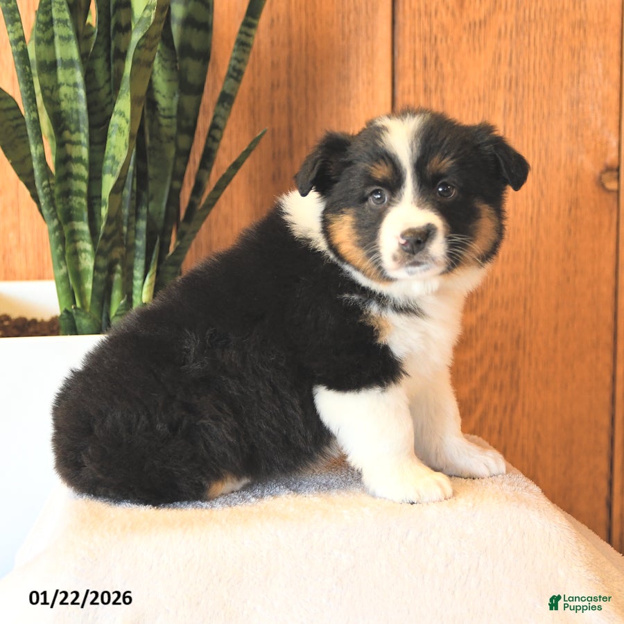 Miniature Australian Shepherd dogs Lady - Ad 2