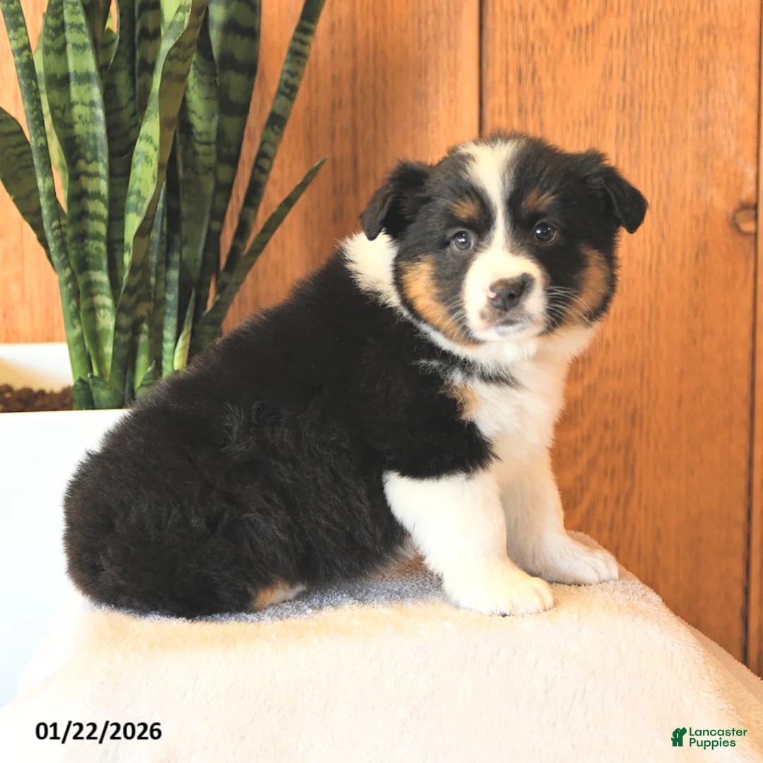 Miniature Australian Shepherd dogs for sale: Lady - Ad 2