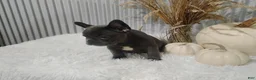French Bulldog dogs for sale: Amber - Ad 3