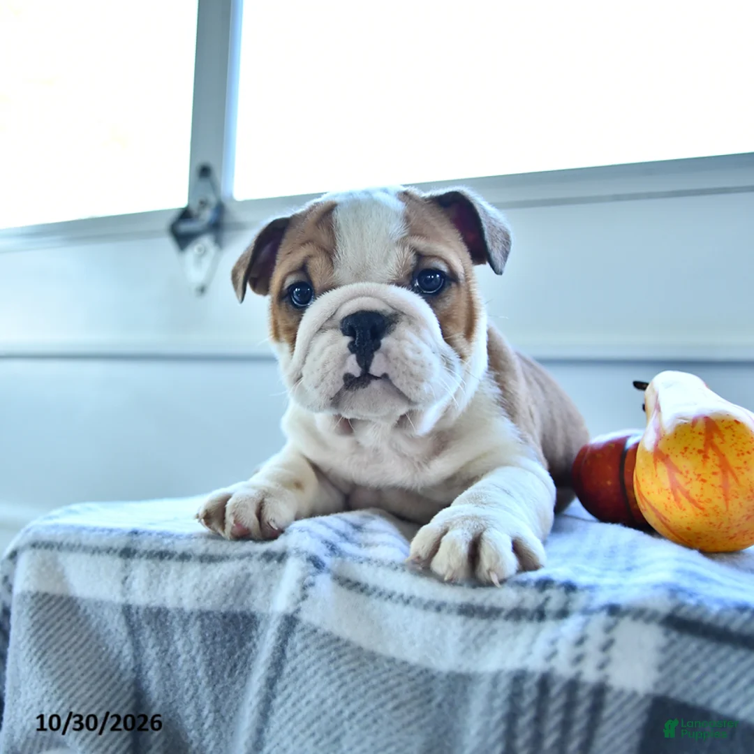 English Bulldog dogs for sale: Mason - Ad 2