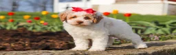 Miniature Poodle dogs for sale: Charlotte - Ad 3