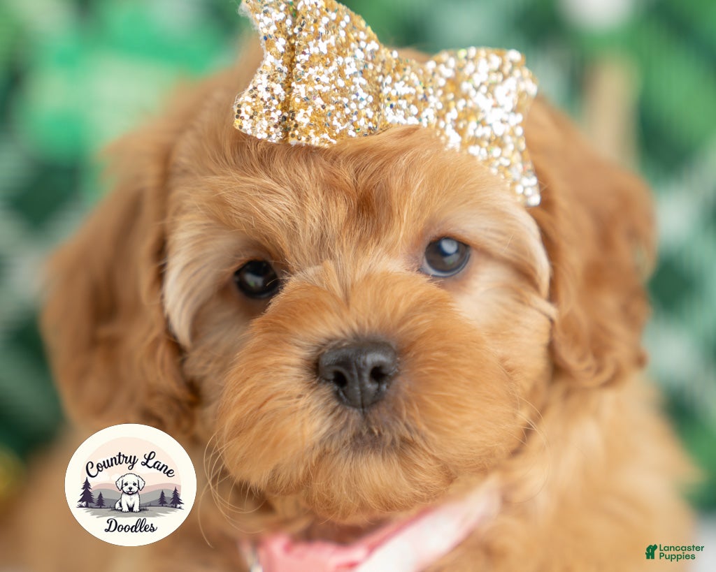 Cavapoo dogs Bailey - Ad 1