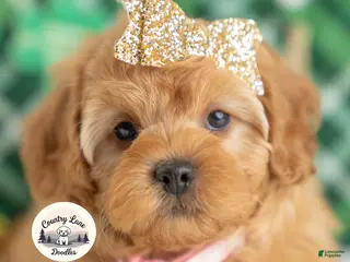 Cavapoo dogs for sale: Bailey - Ad 2