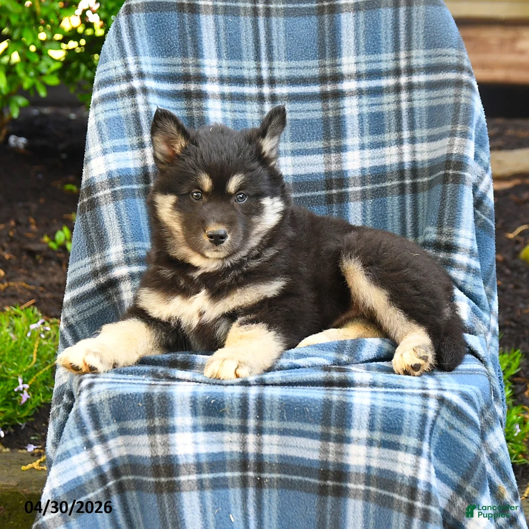 Pomsky dogs for sale: Tusk - Ad 2