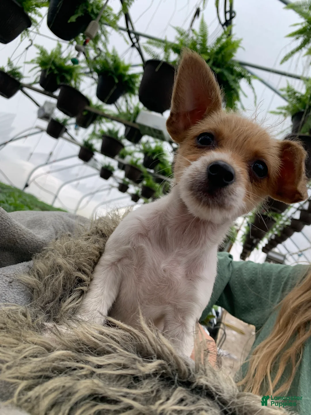 Chipoo dogs for sale: Chipoo Puppy 1 - Ad 3