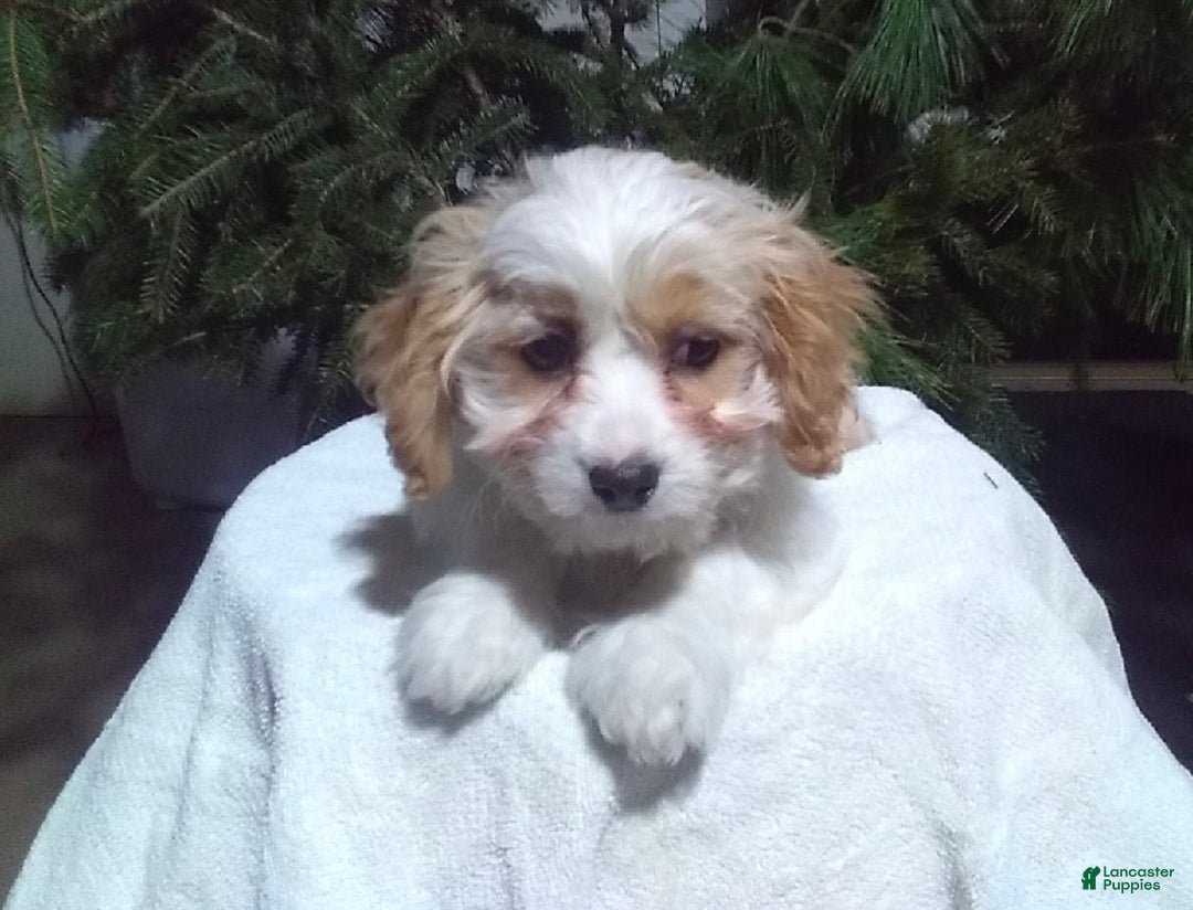 Cavapoo dogs for sale: Ollie - Ad 2