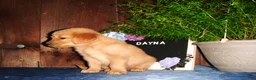 Golden Retriever dogs for sale: Dayna - Ad 4