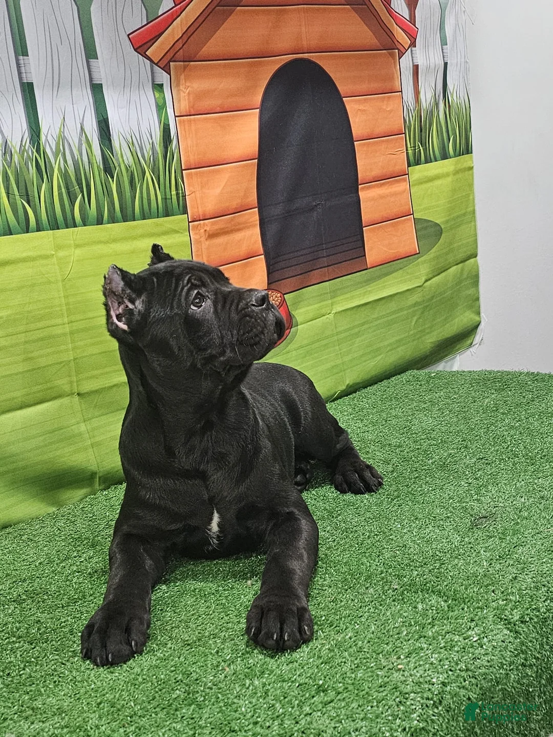 Cane Corso dogs for sale: GIZZEL - Ad 12